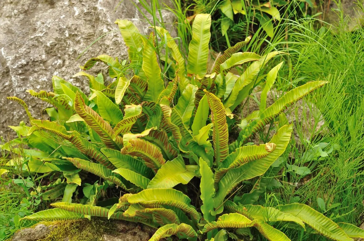 Hirschzungenfarn Phyllitis scolopendrium 'Angustifolium' von Stauden Gänge mit langen, schmalen grünen Farnblättern