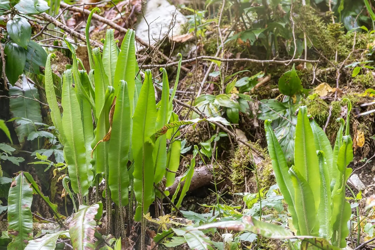 Hirschzungenfarn Phyllitis scolopendrium 'Angustifolium' von Stauden Gänge, grüner Farn mit langen schmalen Blättern