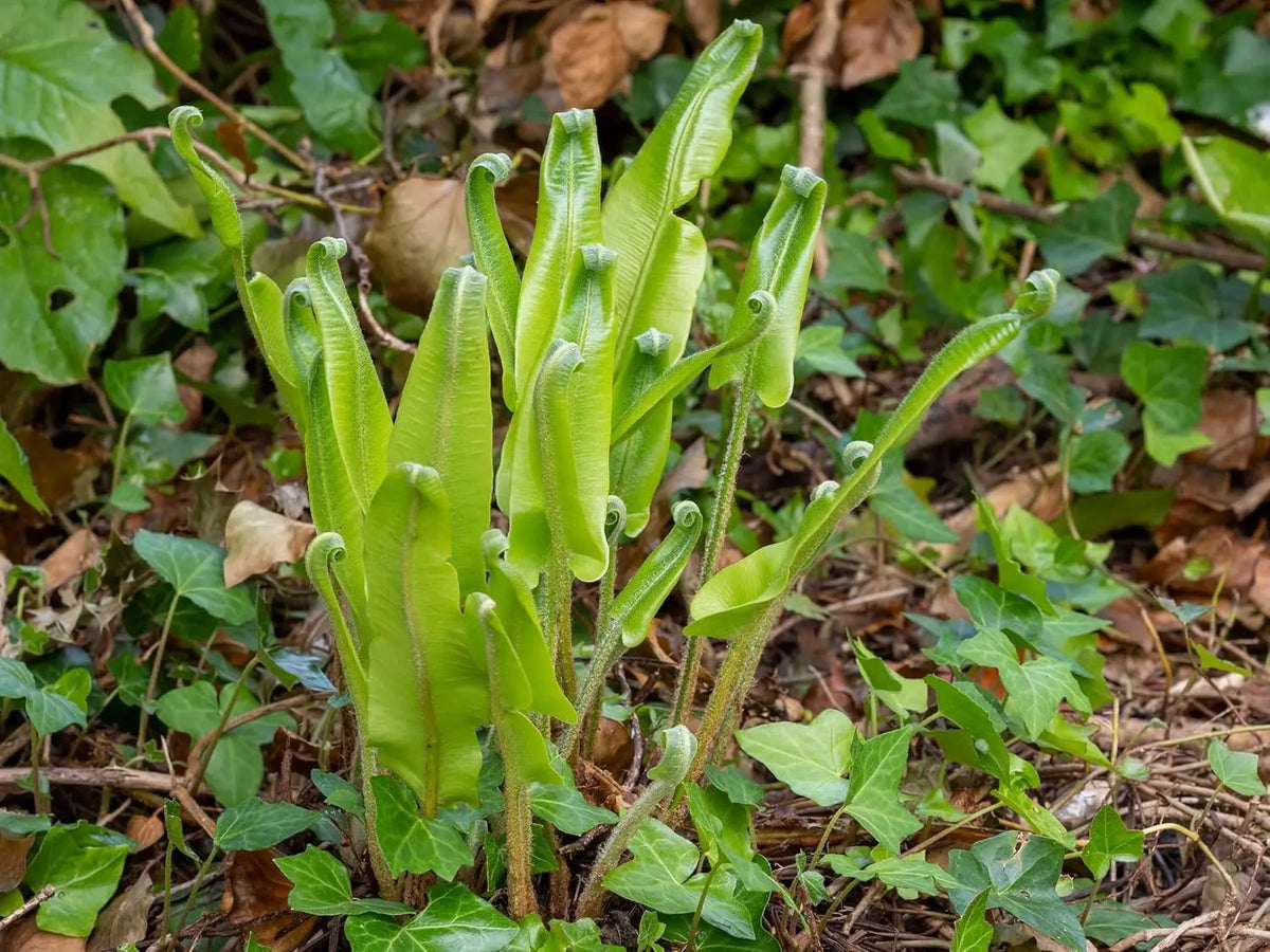 Hirschzungenfarn Phyllitis scolopendrium 'Angustifolium' mit grünen, schmalen Farnwedeln, Stauden Gänge Marke