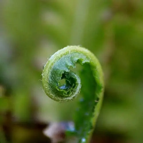 Hirschzungenfarn Phyllitis scolopendrium 'Angustifolium' von Stauden Gänge mit grünen, länglichen Farnblättern