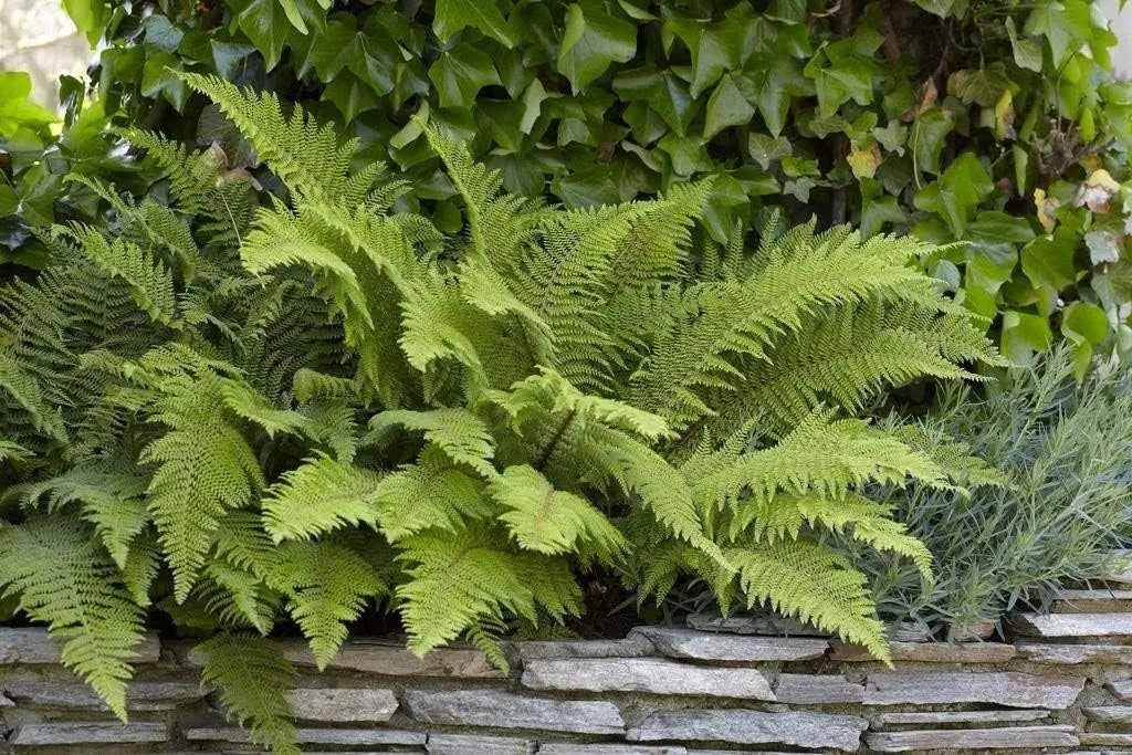 Filigranfarn Polystichum setiferum 'Herrenhausen' von Stauden Gänge, grüner Farn mit filigranen Blättern, im Garten.