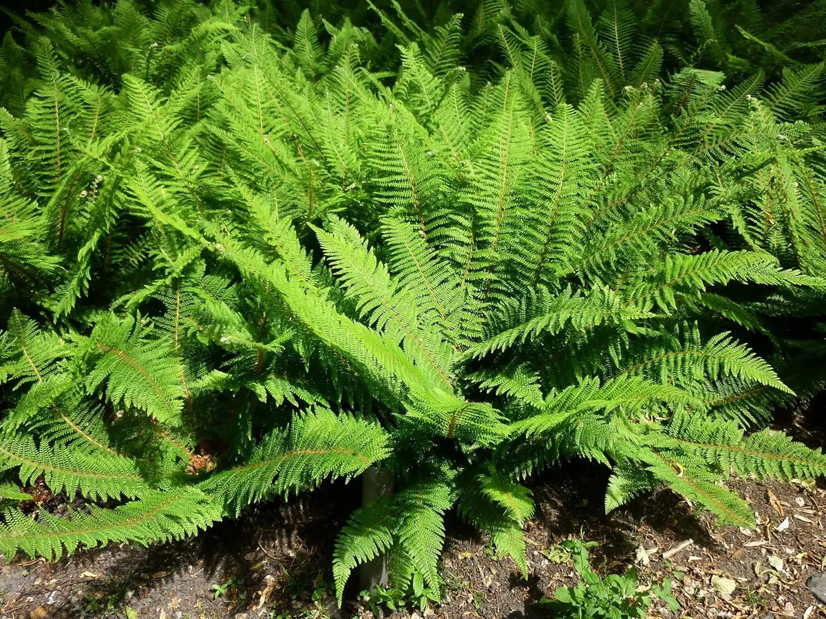 Stauden Gänge Polystichum setiferum 'Herrenhausen', filigraner Farn mit federartigen Blättern, im Garten vorgestellt