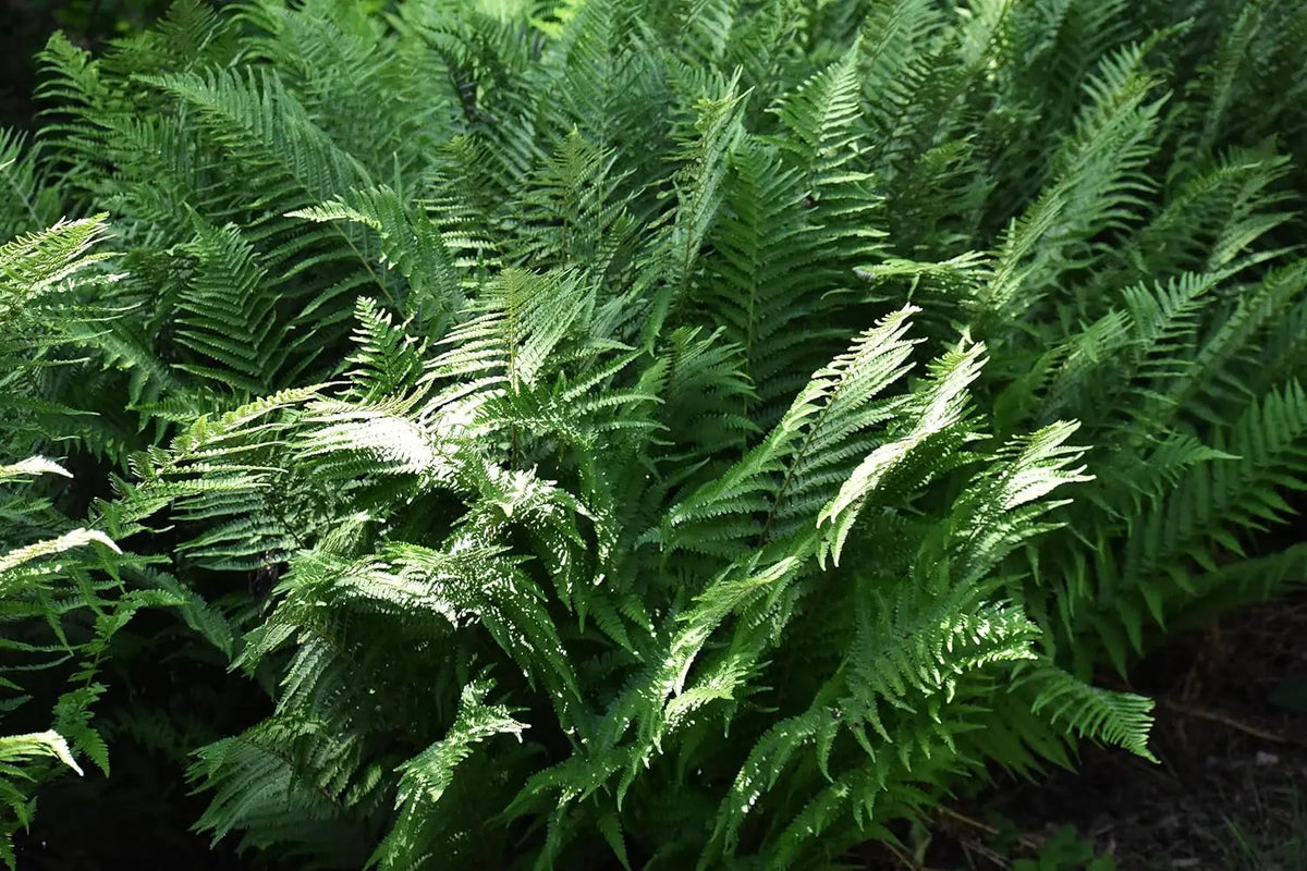 Stauden Gänge Polystichum setiferum 'Herrenhausen', filigraner Farn mit gefiederten grünen Blättern, ideal für schattige Gärten