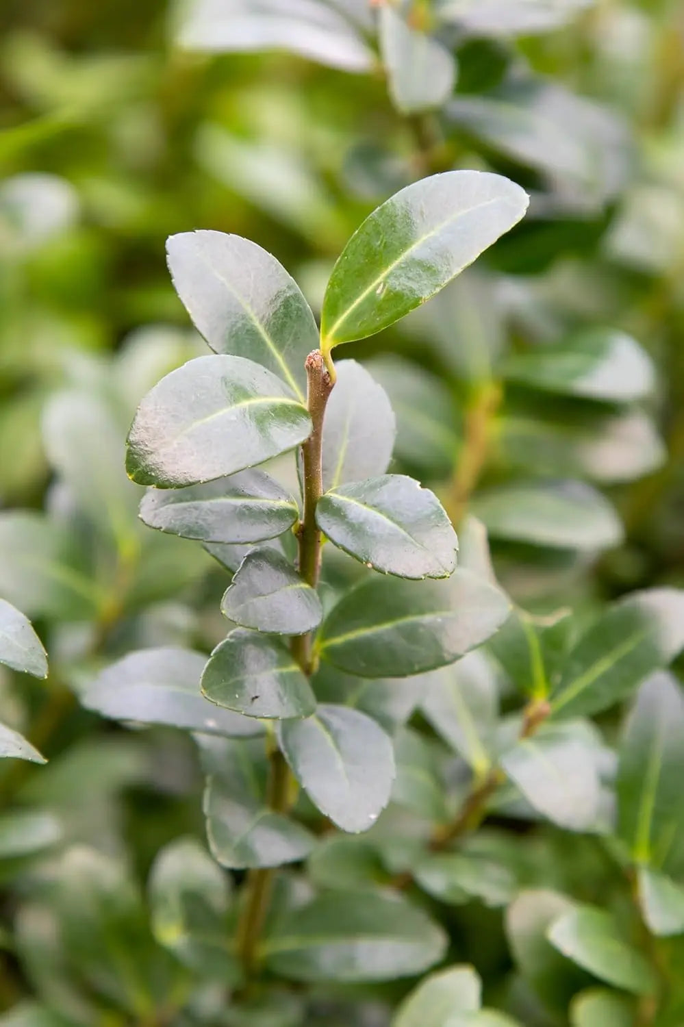 Japanische Stechpalme Ilex crenata 'Caroline Upright' als Gehölz, grüne Blätter, auf Gartenboden sichtbar