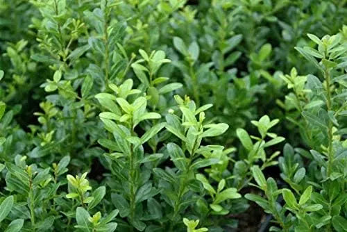 Japanische Stechpalme Ilex crenata 'Caroline Upright' als Gehölz, grünes Laub, aufrecht wachsend, von Stauden Gänge.