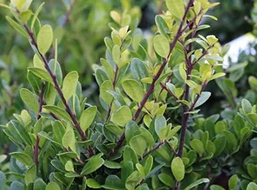 Japanische Stechpalme Ilex crenata 'Caroline Upright' als Gehölz, grüne Blätter, auf Gartenbild, Stauden Gänge.