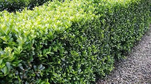 Japanische Stechpalme Ilex crenata 'Caroline Upright' als Gehölz, grünes Laub, auf Bild mit Stauden Gänge.