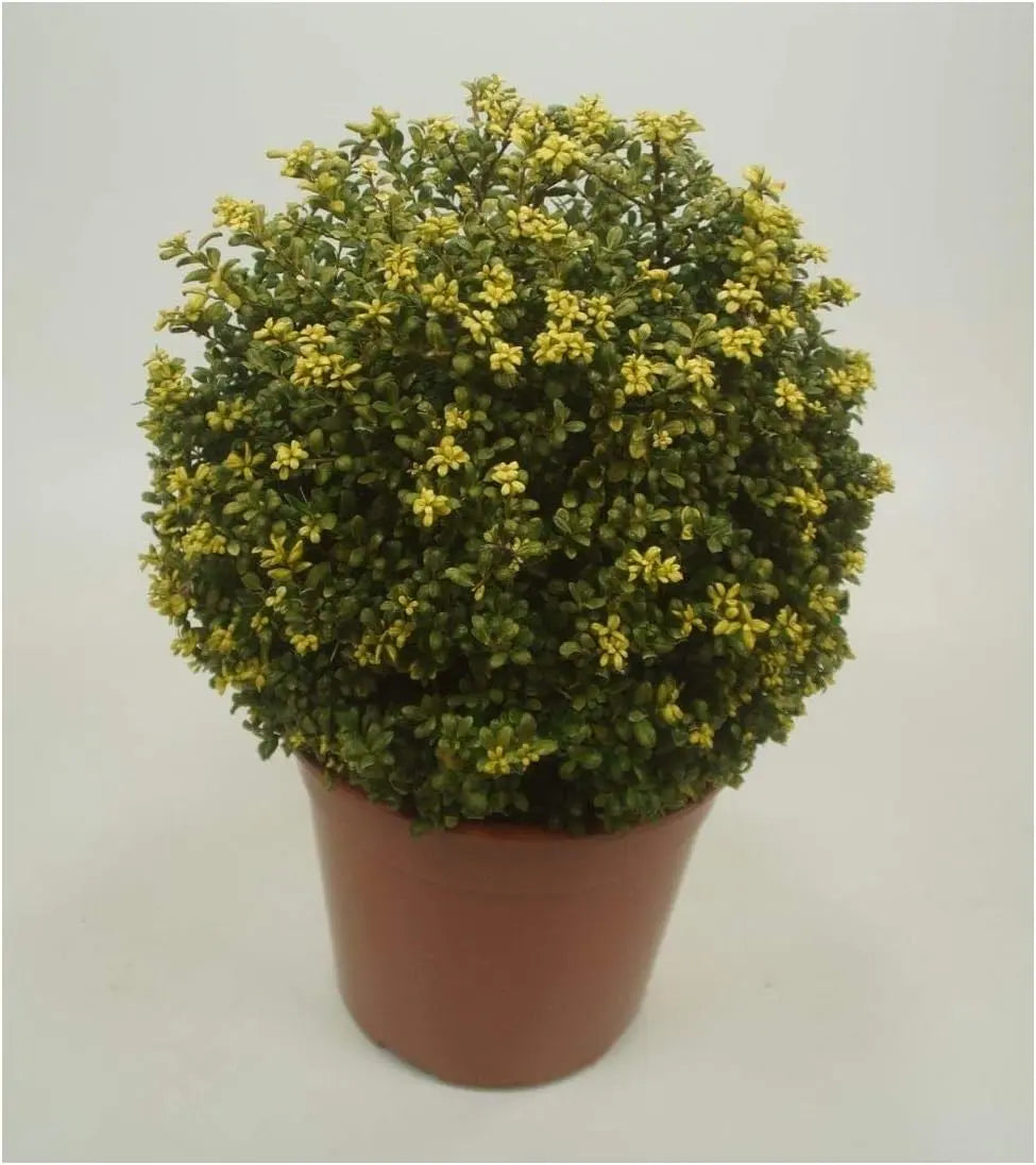 Stauden Gänge Ilex crenata 'Convexa' Kugel, 25-35 cm, grünes Gehölz mit runder Form, ideal für Gartendekoration