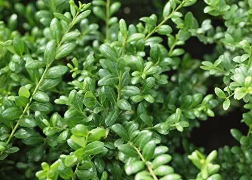 Gehölz Ilex crenata 'Convexa' in Kugelform, 25-35 cm, mit Löffel, Stauden Gänge, winterhart und dekorativ