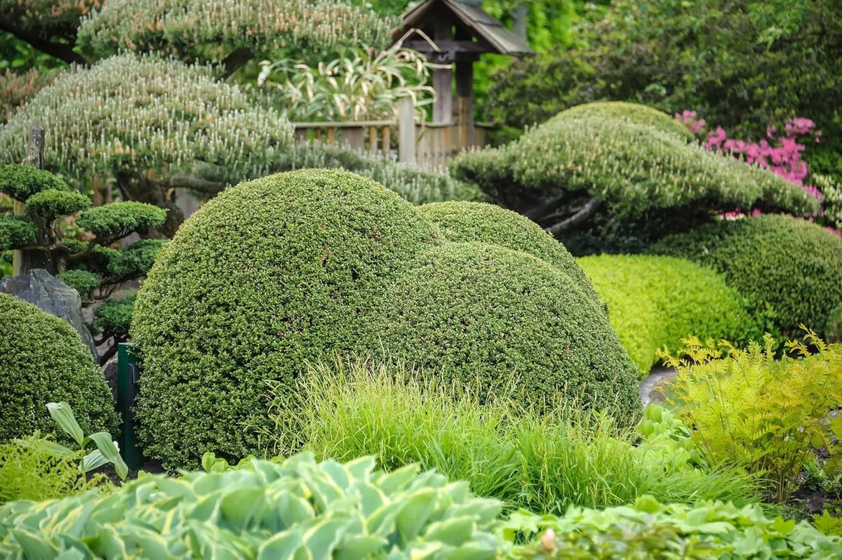 Kugel Ilex crenata 'Convexa' Gehölz, 25-35 cm, mit Löffelform, von Stauden Gänge, grüne, dichte Laubpflanze