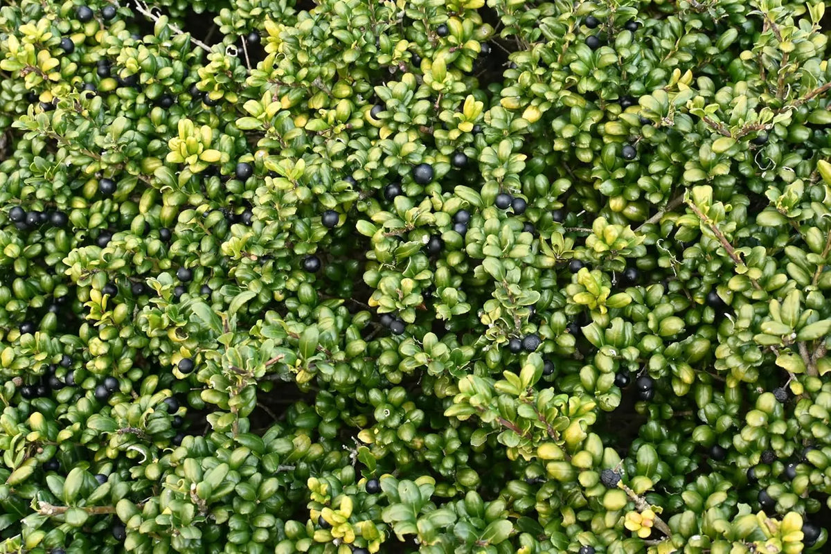 Ilex crenata 'Convexa' Kugel, 25-35 cm, grünes Gehölz, Löffel Ilex, von Stauden Gänge, in natürlicher Gartendarstellung