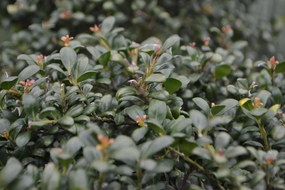 Ilex crenata 'Convexa' Kugel, 25-35 cm, Stauden Gänge, grünes Gehölz in Kugelform, mit Löffel-Form.
