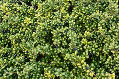 Gehölz Ilex crenata 'Convexa' Löffel Ilex von Stauden Gänge, grünes, buschiges Gehölz mit kompaktem Laub.