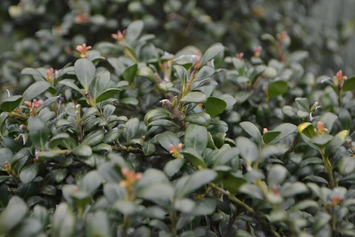 Dichte Ilex crenata 'Convexa' Gehölz von Stauden Gänge, mit glänzenden, grünen Blättern und kompaktem Wuchs.
