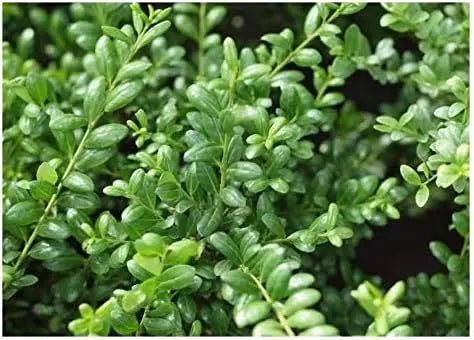 Gehölz Ilex crenata 'Convexa' von Stauden Gänge, Löffel-Ilex mit dichtem, grünen Laub, im Garten.