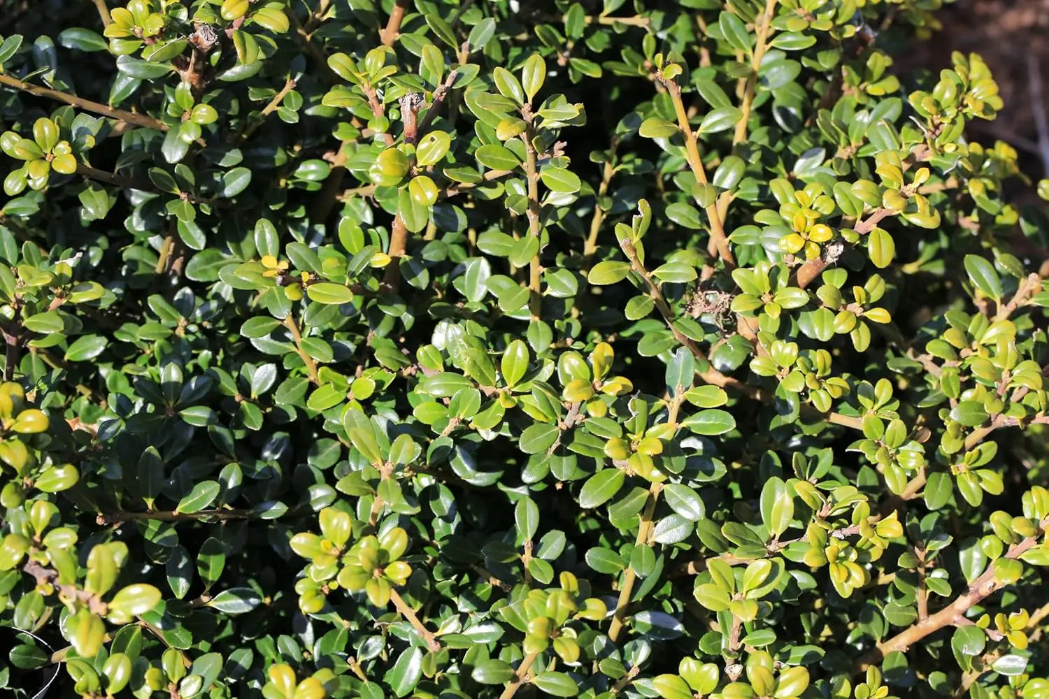 Japanischer Berg Ilex 'Glory Gem', Stauden Gänge Gehölz, grüne Blätter und kompakte Wuchsform, Nahaufnahme des Strauchs
