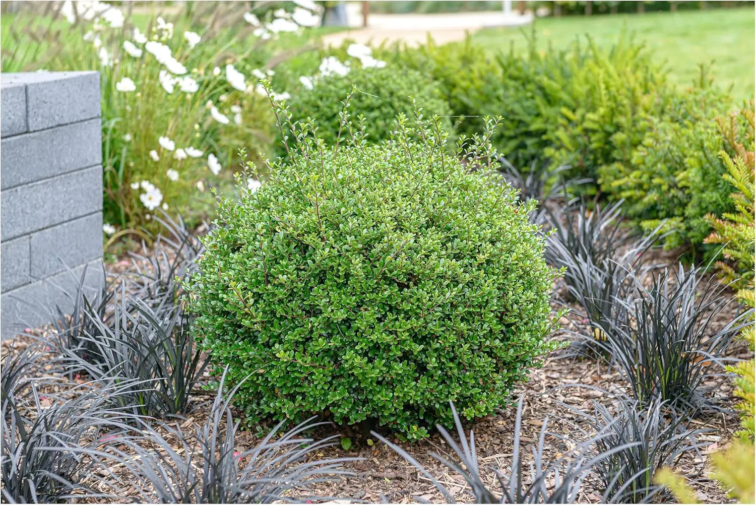 Stauden Gänge Ilex crenata 'Glory Gem' Kugel, 25-35 cm, japanischer Berg-Ilex, grünes Gehölz, dekorative Pflanze.