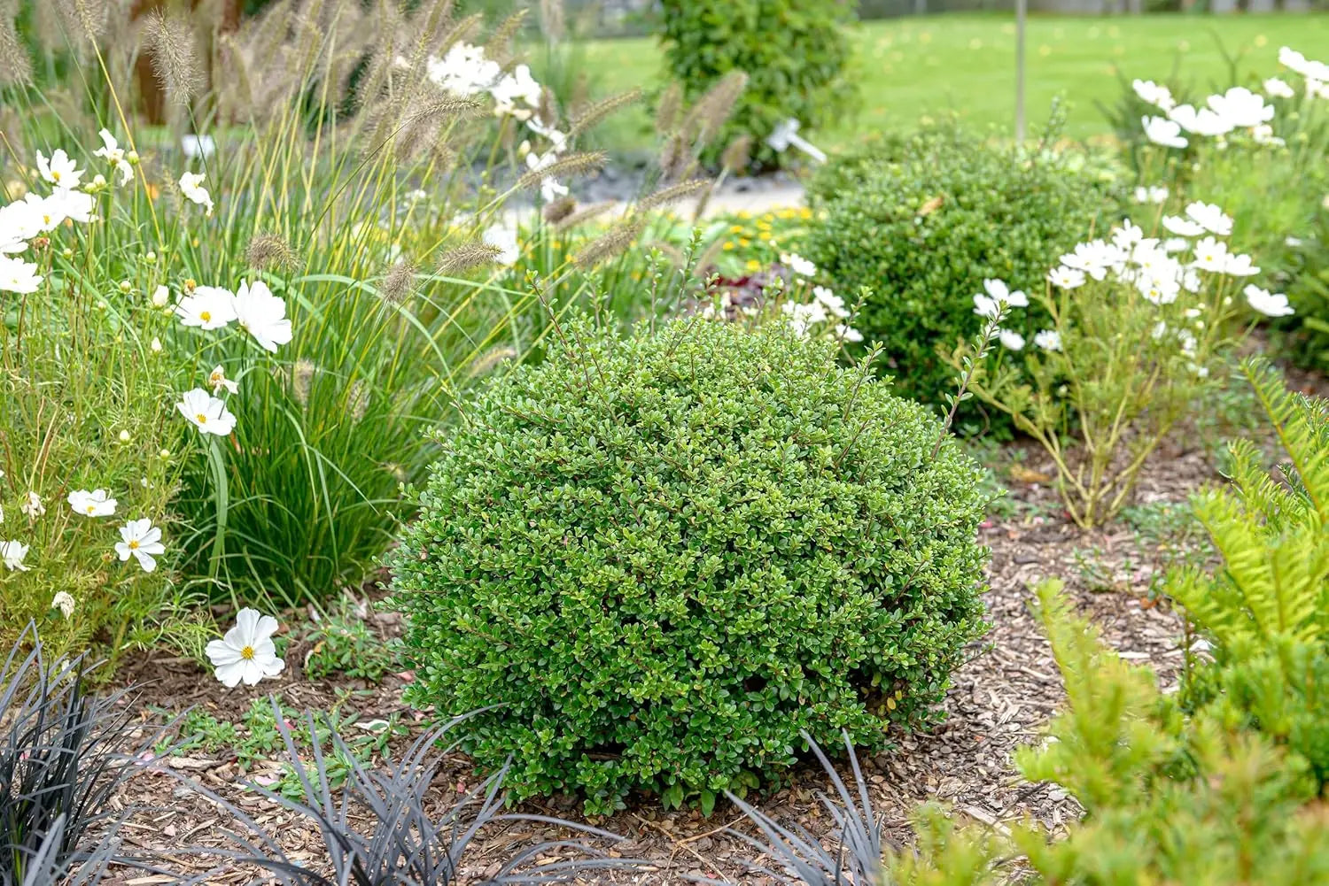 Kugel Ilex crenata 'Glory Gem' 25-35 cm, japanischer Berg-Ilex, Gehölz, Stauden Gänge, grüne, runde Pflanzenschönheit