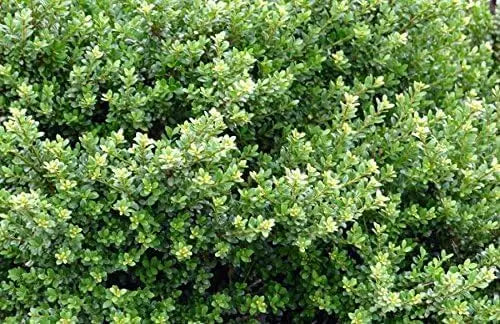 Japanischer Ilex crenata 'Glory Gem' Kugel, 25-35 cm, Gehölz, Stauden Gänge, grünes Laub, kompakte Kugelform