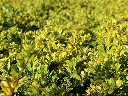 Gelber Ilex 'Golden Gem' Gehölz von Stauden Gänge, winterhart, mit goldgelben Blättern, ideal für Gartengestaltung.