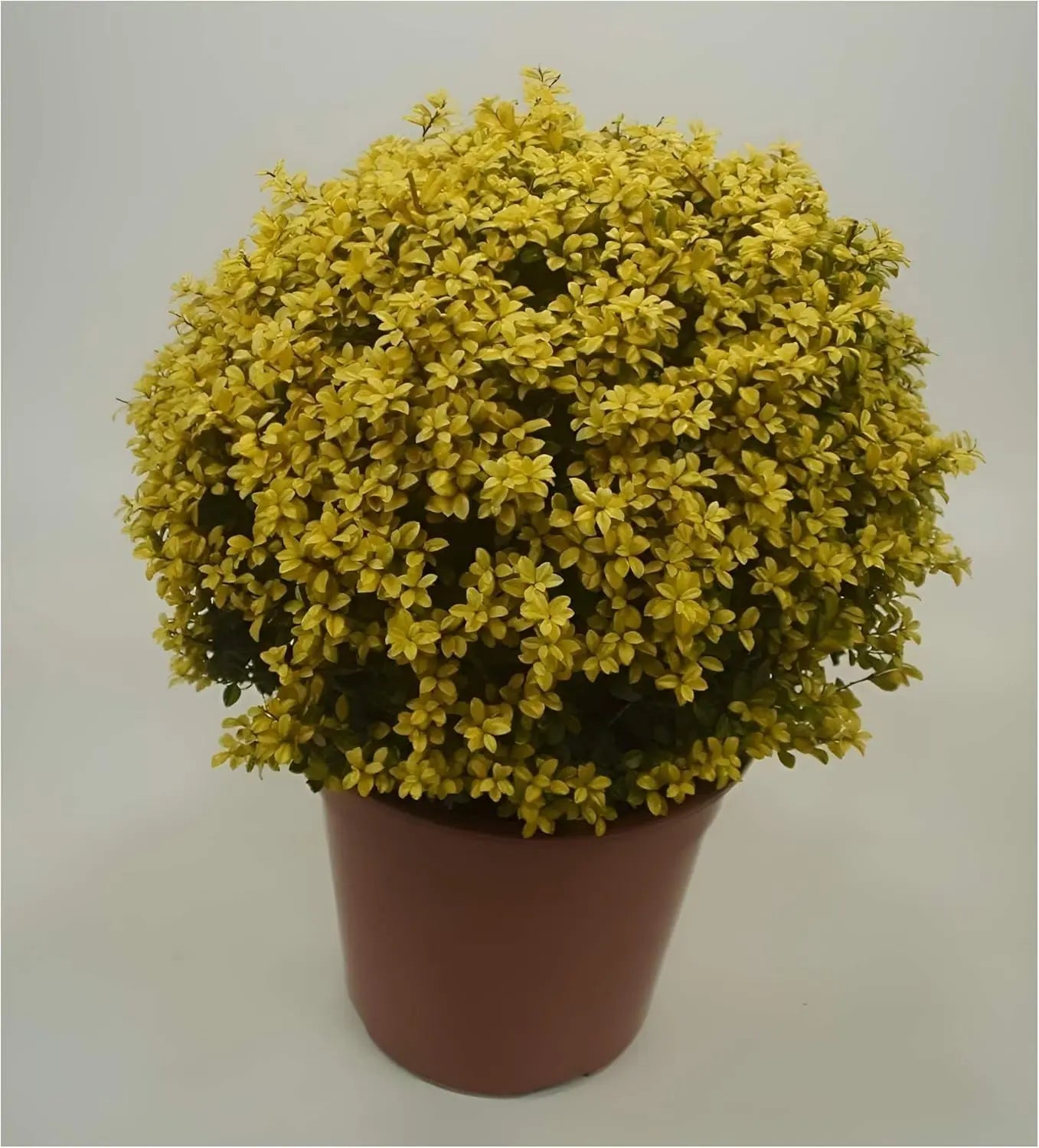 Gelber Ilex 'Golden Gem' Kugel, 30-40 cm, Gehölz, mit goldgelben Blättern, von Stauden Gänge.