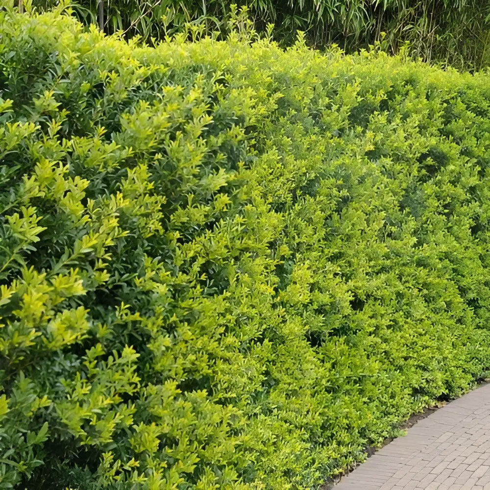 Nahaufnahme einer Ilex crenata 'Green Hedge' Japanische Stechpalme, ein grünes Gehölz mit dichten Blättern, Stauden Gänge.