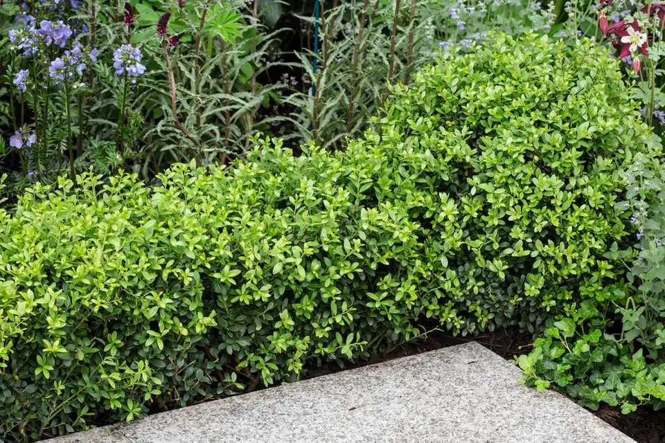 Japanischer Ilex crenata 'Green Hedge' Gehölz von Stauden Gänge, grüne, dichte Heckenpflanze, ideal für Gartenbegrenzungen