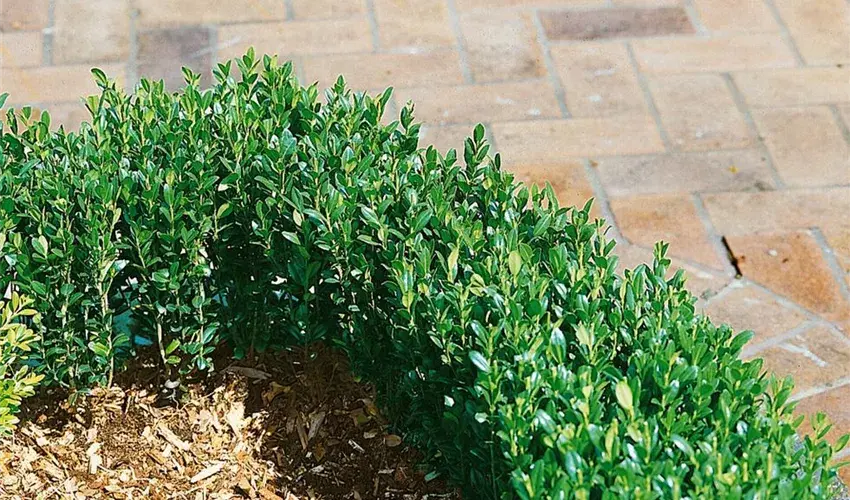 Japanischer Ilex crenata 'Green Hedge' Gehölz von Stauden Gänge, grüne, dichte Heckenpflanze, ideal für Gartenbegrenzungen