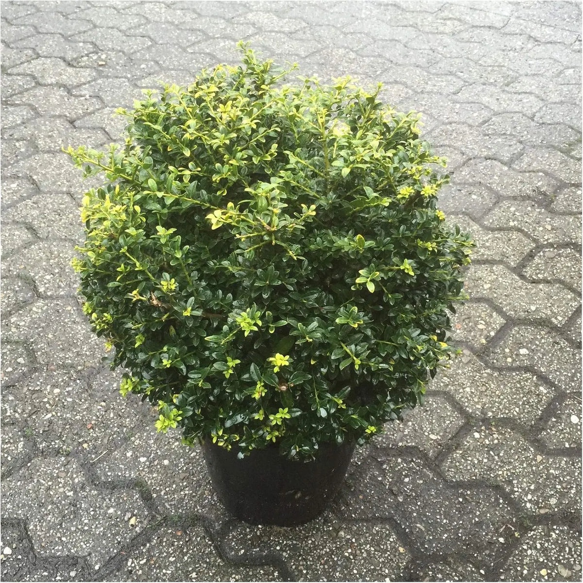 Gepflanzter Ilex crenata 'Stokes' Kugel, 25-35 cm, als Gehölz, mit grünen, dichten Blättern, von Stauden Gänge.