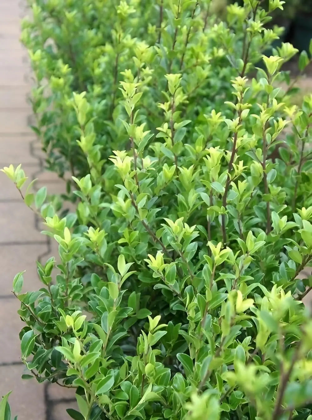 Japanischer Ilex Maximowicziana var. 'Kanehirae' Gehölz von Stauden Gänge, mit grünen, gezackten Blättern, im Garten fotografiert