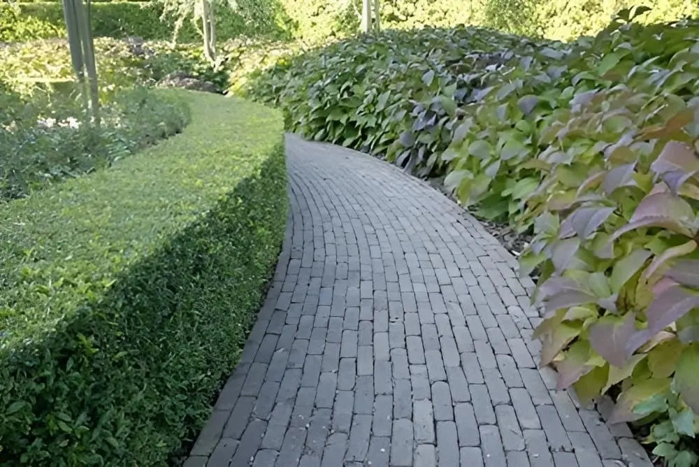 Japanischer Ilex Maximowicziana var. 'Kanehirae' Gehölz von Stauden Gänge mit grünen, glänzenden Blättern