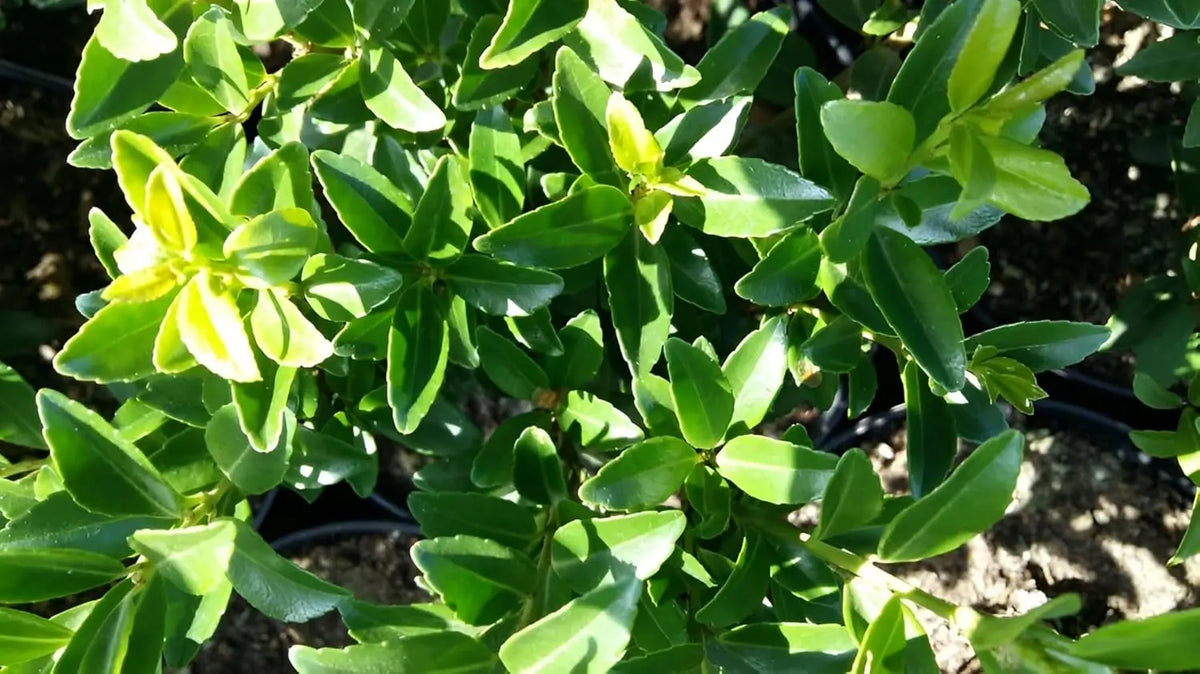 Japanischer Ilex Maximowicziana var. 'Kanehirae' Gehölz von Stauden Gänge, mit dunkelgrünen, glänzenden Blättern.