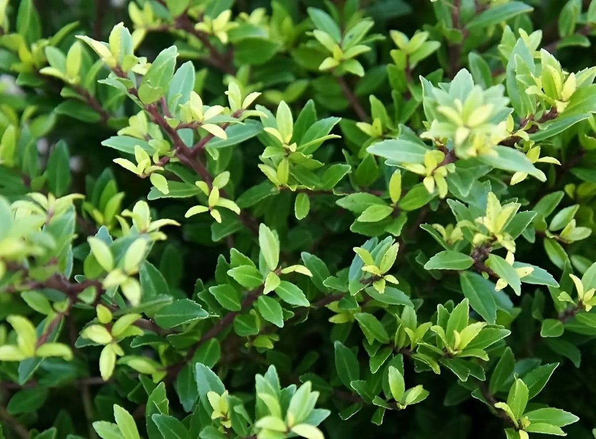 Japanischer Ilex Maximowicziana Var. Kanehirae, Gehölz von Stauden Gänge, grüne Blätter und robuste Zweige sichtbar