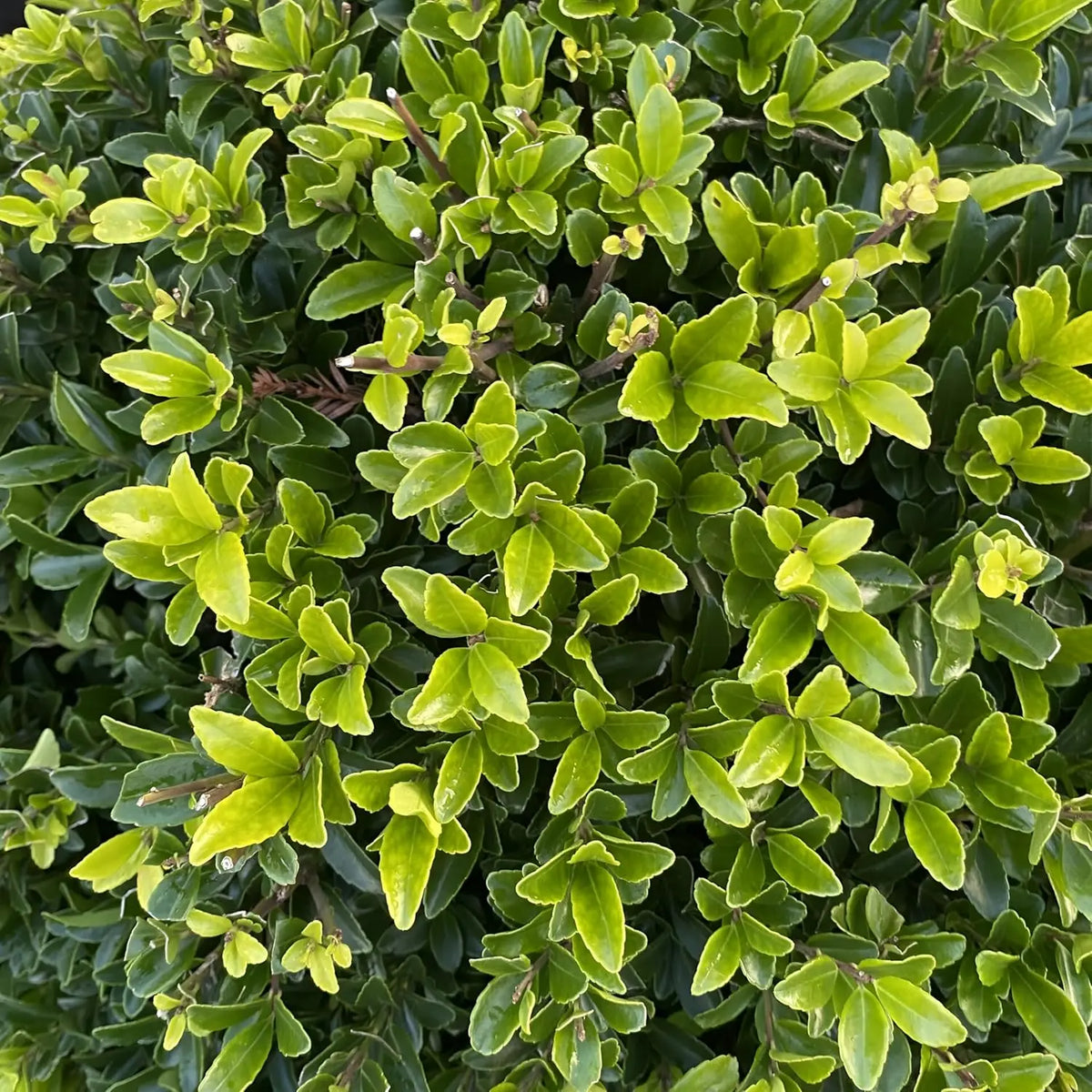 Japanischer Ilex Maximowicziana var. 'Kanehirae' Gehölz von Stauden Gänge, mit grünen Blättern und buschiger Form.