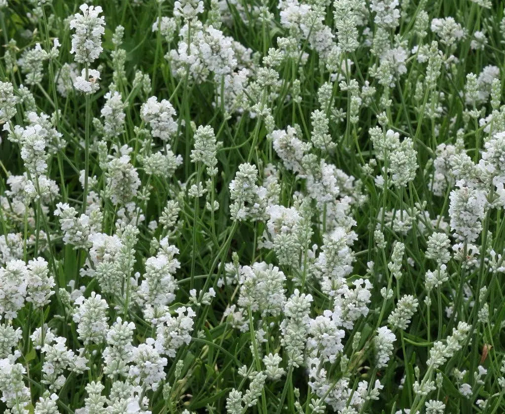 Echter Lavendel Lavandula angustifolia 'Alba' als Gehölz, mit silbrigen Blättern und weißen Lavendelblüten, Stauden Gänge.