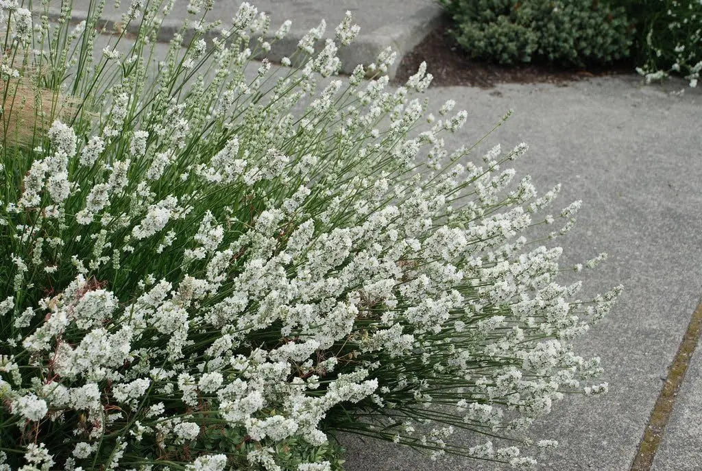 Gehölz Lavandula angustifolia 'Alba' von Stauden Gänge, Echter Lavendel mit silbrigen Blättern und weißen Blüten.