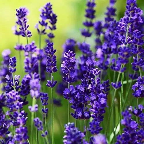 Echter Lavendel Lavandula angustifolia 'Essence Purple' als Gehölz, mit lila Blüten und grünen Blättern, von Stauden Gänge.