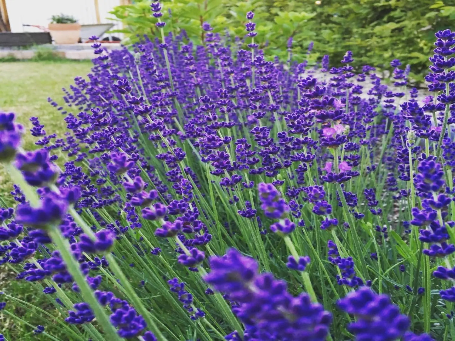 Echter Lavendel Lavandula angustifolia 'Essence Purple' als Gehölz, mit silbrigen Blättern und violellen Blüten, Stauden Gänge.