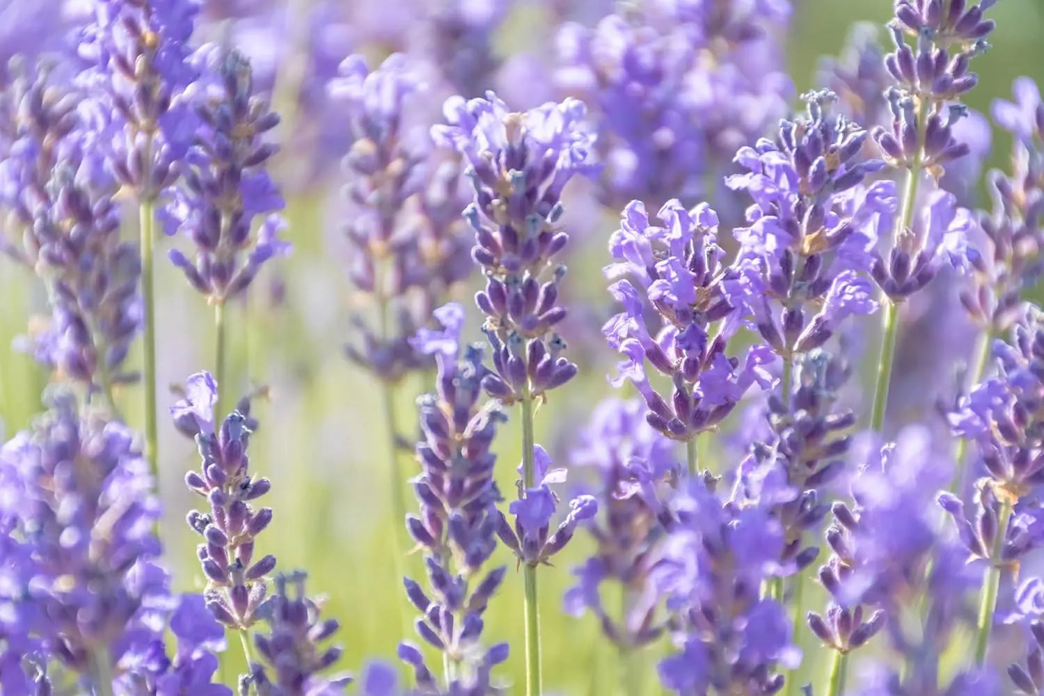 Gehölz Lavendel 'Essence Purple' von Stauden Gänge, mit violetten Lavendelblüten und schmalen grünen Blättern, Nahaufnahme