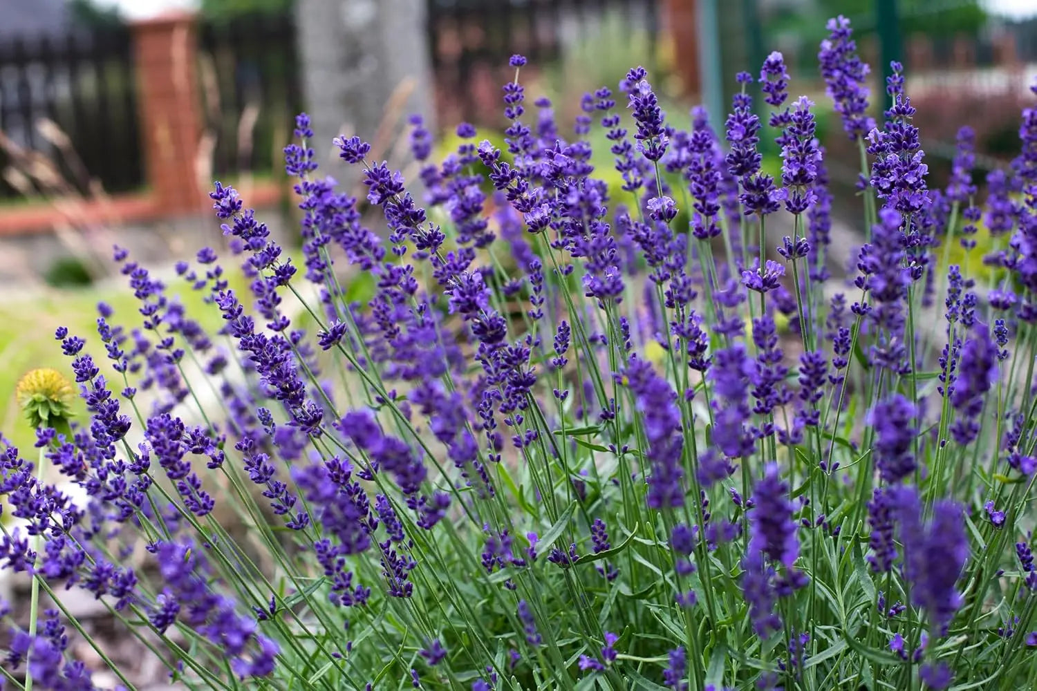 Echter Lavendel Gehölz Lavandula angustifolia 'Hidcote Blue' mit blauen Blüten, Stauden Gänge, aromatisches Gartenpflanzenbild