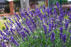 Echter Lavendel Gehölz Lavandula angustifolia 'Hidcote Blue' mit blauen Blüten, Stauden Gänge, aromatisches Gartenpflanzenbild