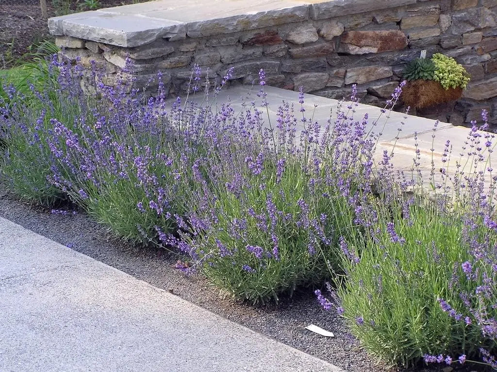Echter Lavendel Lavandula angustifolia 'Hidcote Blue' als Gehölz, mit blauen Blüten und grazilem Wuchs, von Stauden Gänge.