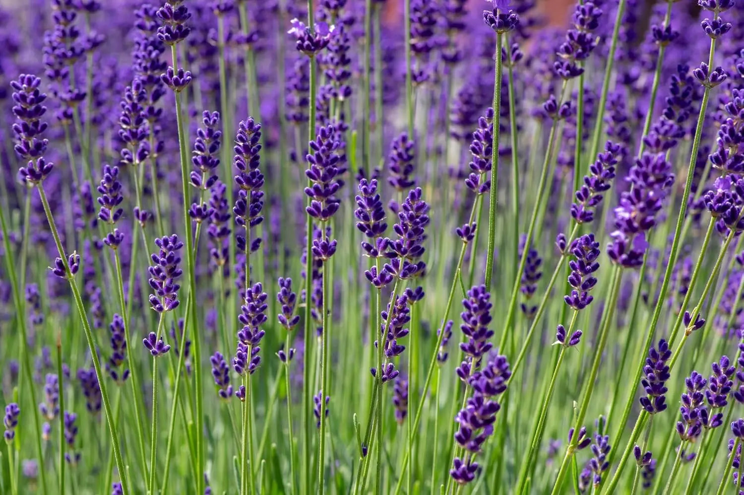 Echter Lavendel Lavandula angustifolia 'Hidcote Blue' als Gehölz, mit blauen Blüten und silbrigem Laub, von Stauden Gänge.
