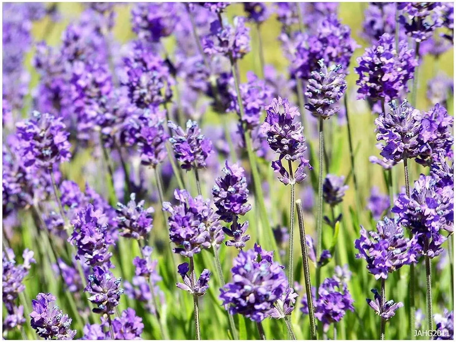 Echter Lavendel (Lavandula angustifolia 'Hidcote Blue') als Gehölz, mit blauen Blüten und silbrigem Laub, von Stauden Gänge.