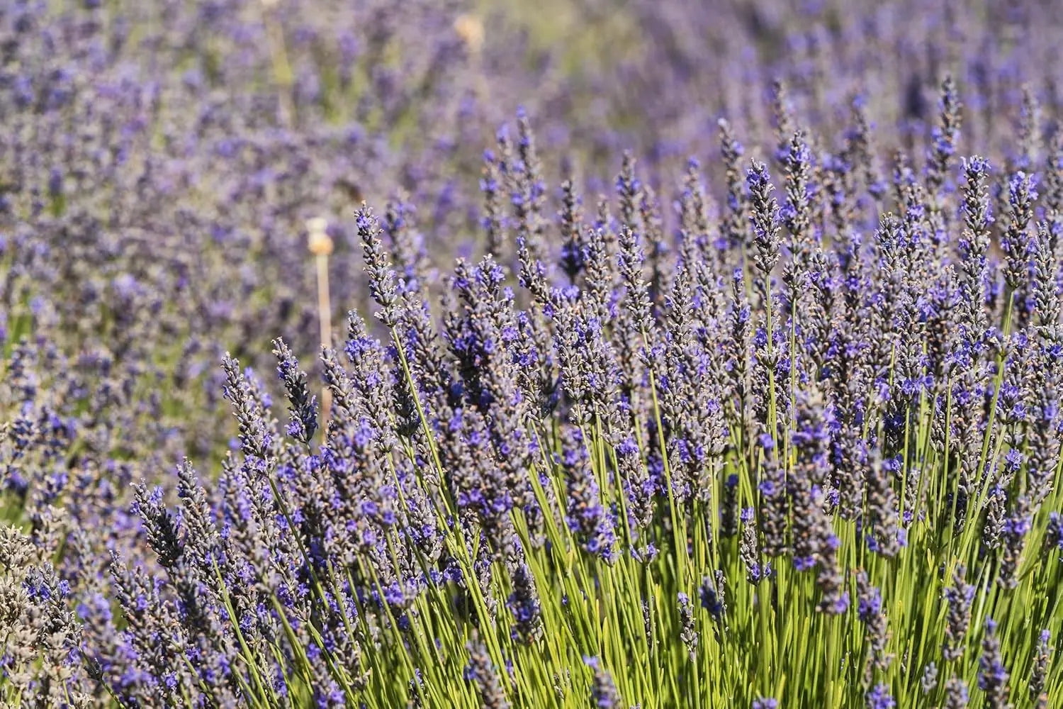 Gehölz Lavandula angustifolia 'Munstead' von Stauden Gänge, Echter Lavendel mit silbrigen Blättern und lila Blüten in natürlicher Umgebung