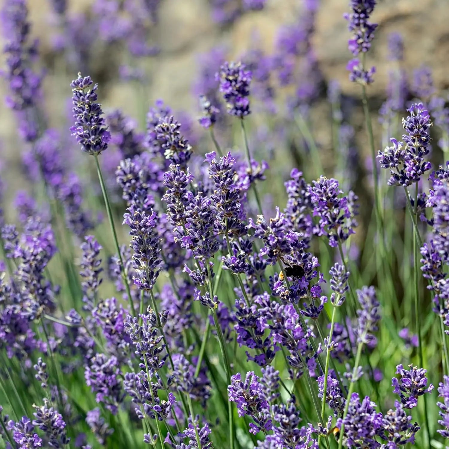 Gehölz Lavendel 'Munstead' von Stauden Gänge, mit schmalen, silbrig-grünen Blättern und blauen Lavendelblüten.