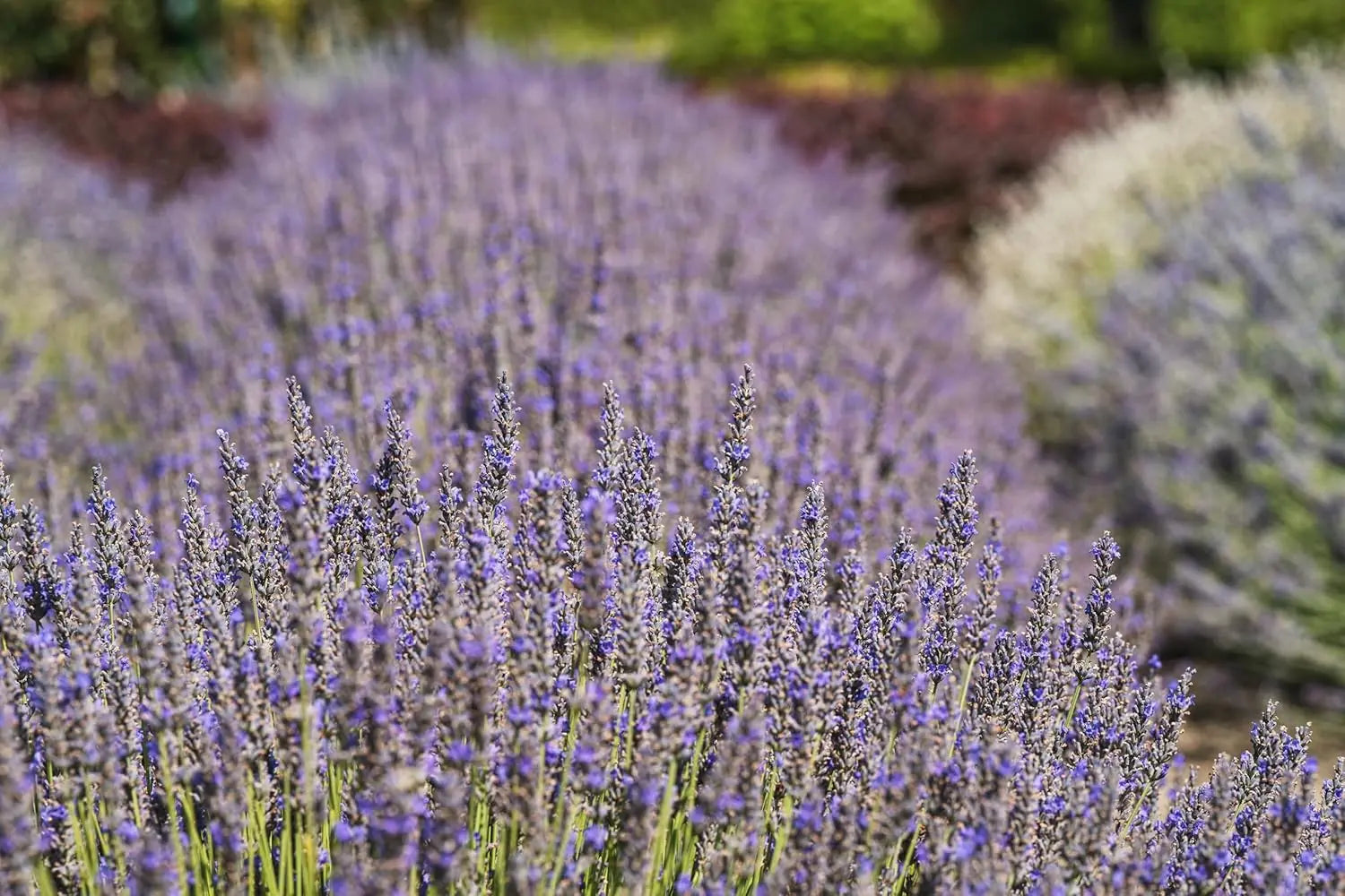 Echter Lavendel Lavandula angustifolia 'Munstead' als Gehölz, mit blauen Blüten und grünen Blättern, von Stauden Gänge.