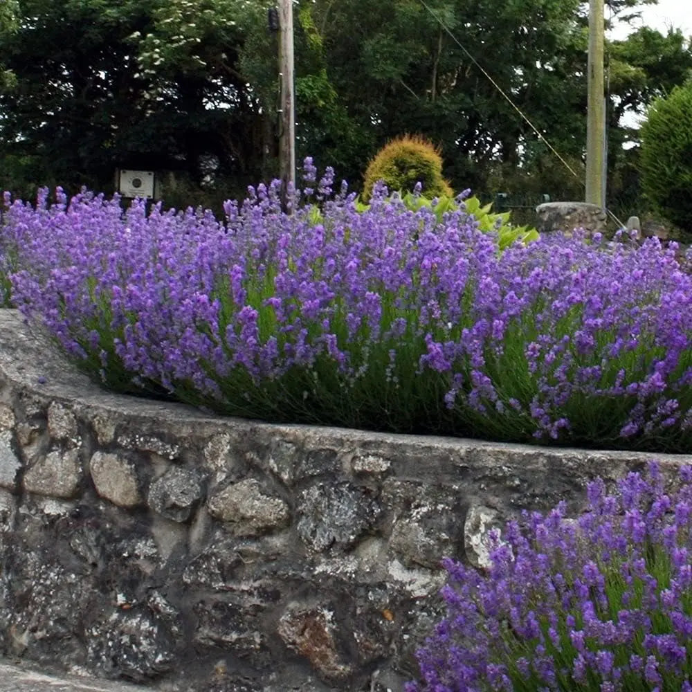 Gehölz Lavandula angustifolia 'Munstead' von Stauden Gänge, Echter Lavendel mit grau-grünen Blättern und blauen Blüten in Naturaufnahme