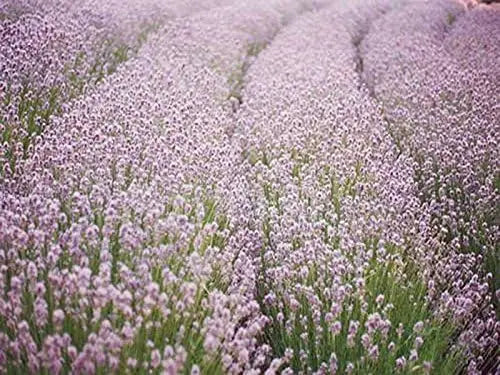 Echter Lavendel Lavandula angustifolia 'Rosea' als Gehölz, mit rosa Blüten und grünen Blättern, Stauden Gänge.