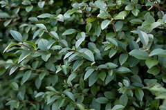 Stauden Gänge Glänzender Liguster Gehölz, dichtes grünes Laub, ideal für Hecken und Sichtschutz, natürliche Gartenpflanze